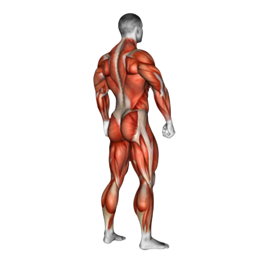 Corpo Inteiro